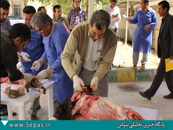 کارگاه آموزشی آشنایی با گوشتخواران و گربه سانان ایران در بوشهر