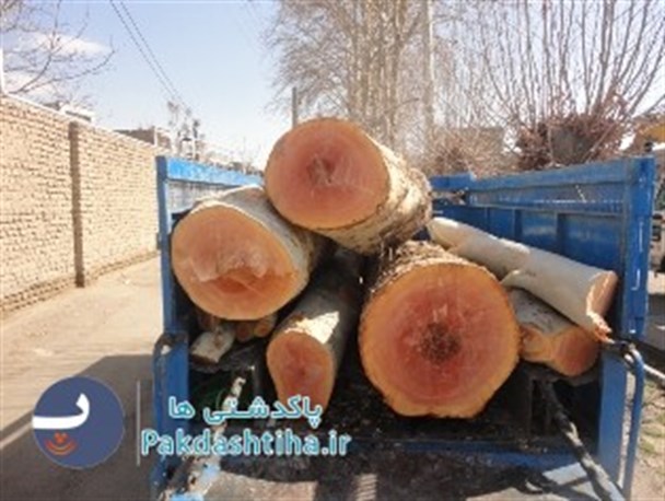 جلوگیری از قطع ده ها اصله درخت در آستانه روز درختکاری
