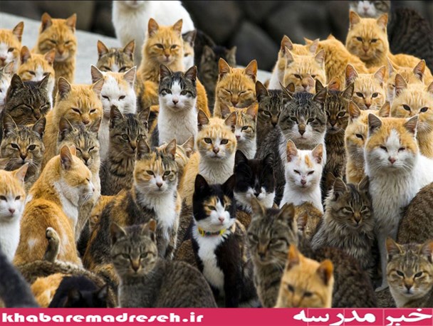 تصاویر دیدنی از شهر گربه ها