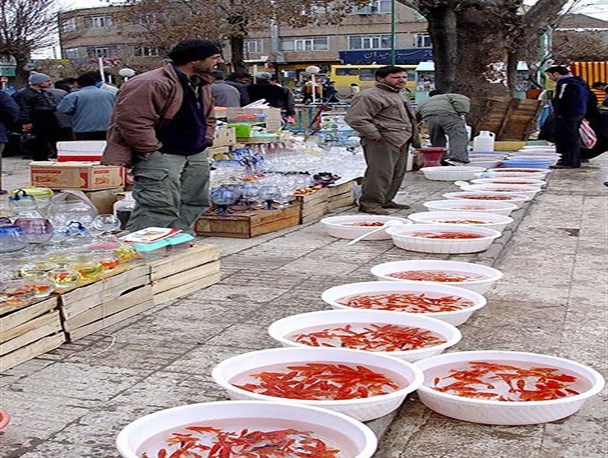 دستفروشان ماهی قرمز در اراک ساماندهی شوند