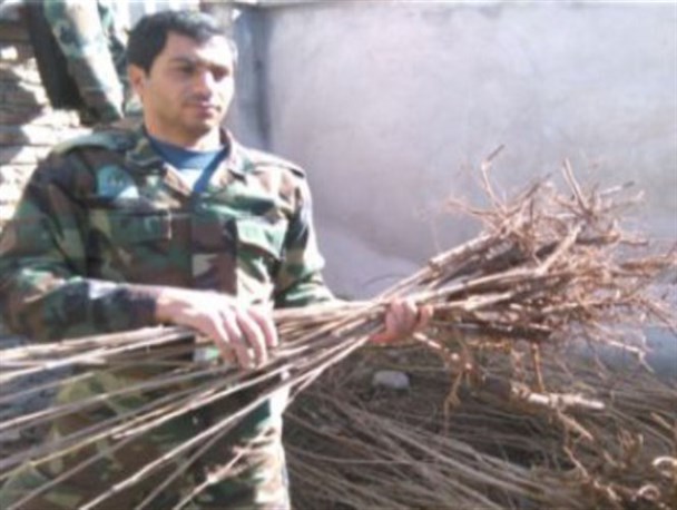 توزیع ۲۳ هزار اصله نهال در سال جاری در کردکوی/”زراعت چوب” باعث اشتغالزایی کشاورزان می شود