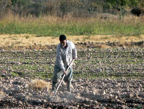 رکود تورمی، مهمان ناخوانده سفره دهقانان