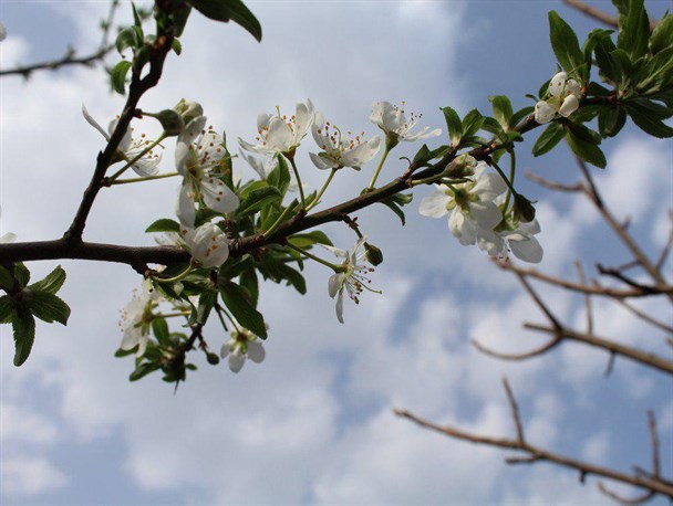 شکوفه های بهاری روستای کندسر کلاچای +تصاویر