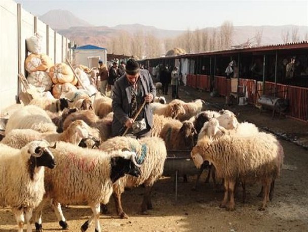 از نرخ بالای سودتسهیلات تا جولان دلالان در بازار خرید و فروش گوسفند زنده