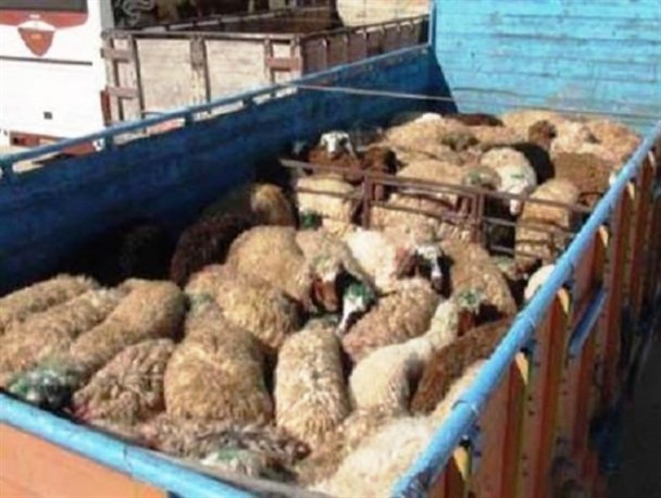 کشف ۳۰ رأس دام قاچاق در نهاوند