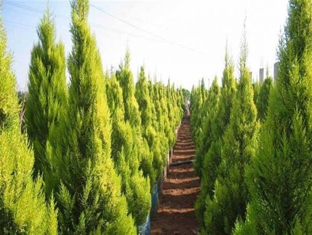 توزیع سه هزار اصله نهال رایگان در جرگلان