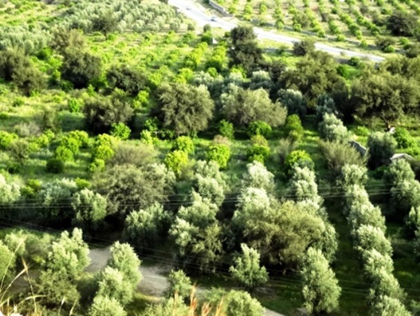 باغات سرسبز کل جمشید و کندیده بهمئی بهشتی در دل گرمسیر+تصاویر