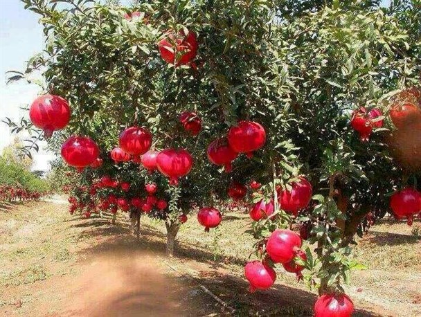 منگره بهشتی کوچک در اندیمشک
