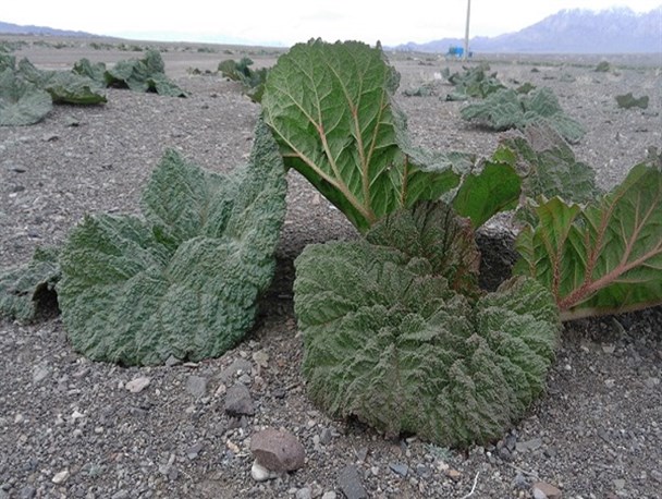 بهار ریواس در گلزار