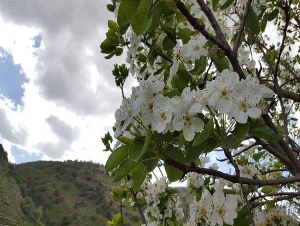 طبیعت بهاری شهرستان سیروان از دریچه دوربین