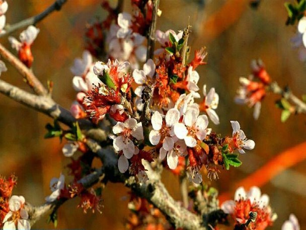 گزارش تصویری/ شکوفه های بهاری