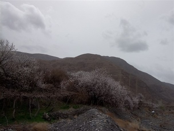 طبیعت بهاری شهر گلباف+تصاویر