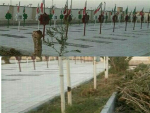 قطع درختان با هدف زیباسازی گلزار شهدا/ درختان پاکوتاه جایگزین اوکالیپتوس می شود