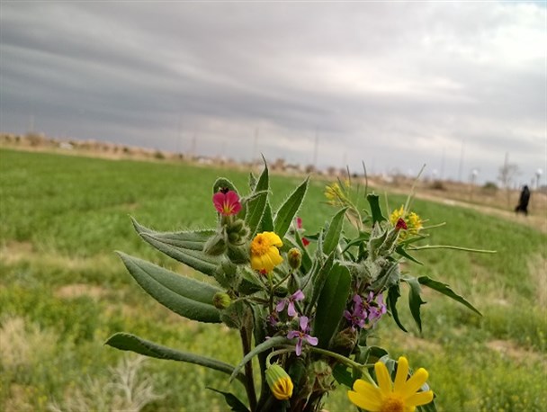 تصاویر زیبای آسمان قم در «سیزده به در»