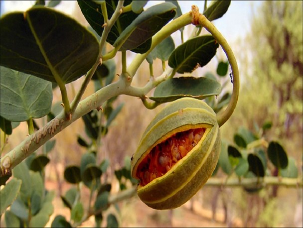 علف مار، گیاه تمام عیار دارویی/گیاه اقتصادی که هشت نفر شغل ثابت ایجاد می کند