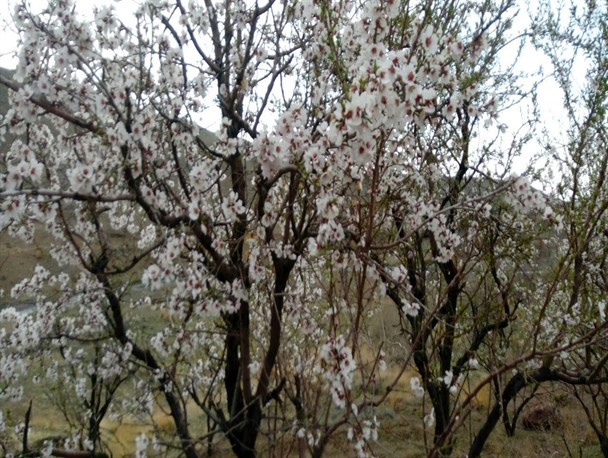منطقه گردشگری یوسف آباد جوین+ تصاویر