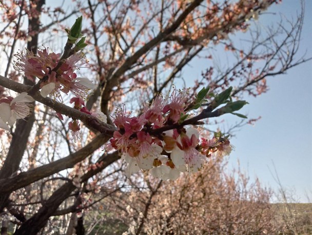 طبیعت بهاری همدان/تصاویر