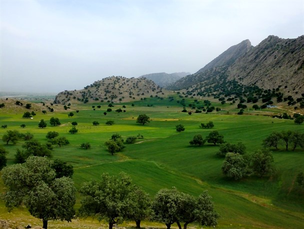 بهار دلگشا در سرزمین چهارفصل کهگیلویه و بویراحمد/رقص خوشه های گندم بر تن سبز طبیعت