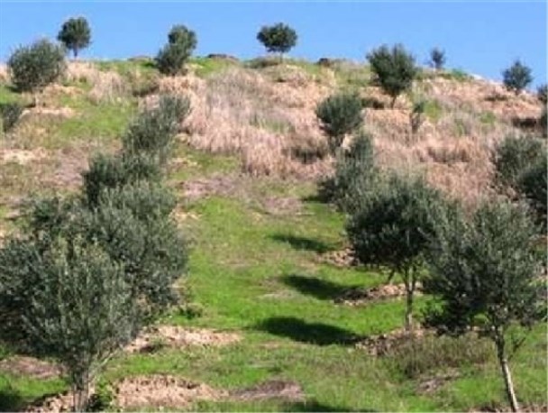 بیش از 927 هکتار از اراضی شیبدار گلستان به باغات مثمر تبدیل شد