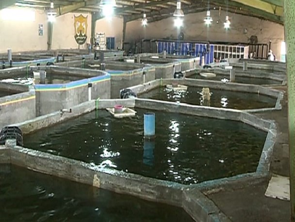 رونق تولید به واحدهای تولیدی خاموش باز می‌گردد/ احیای مرزعه پرورش ماهی تفتان با دریافت تسهیلات حمایتی