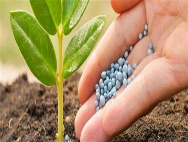 کاهش قیمت کود‌های فسفاته و پتاسه در استان زنجان/ سهم بخش کشاورزی از تولید ناخالص داخلی استان ۱۷ درصد است