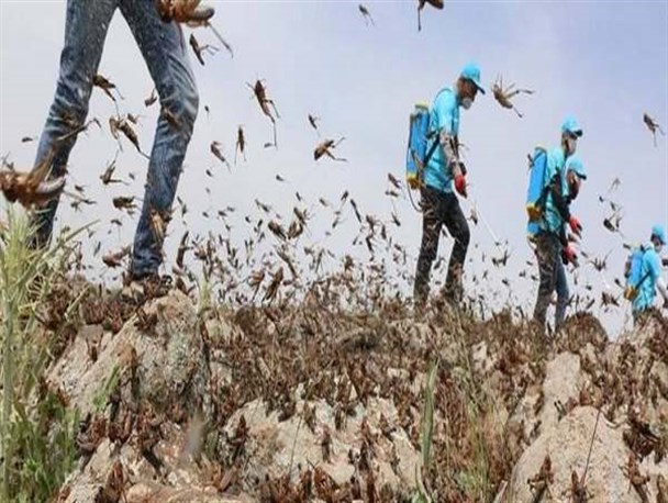 ملخ مراکشی مهمان ناخوانده مراتع شهرستان طارم/ پوره‌های ملخ در مراتع طارم تا چند روز آینده دیده می‌شود
