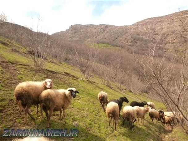 تصاویری از "اره چاک" اشکورات گیلان