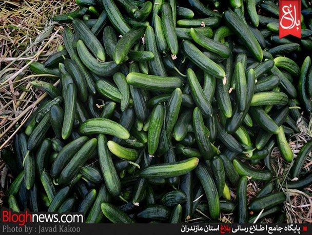 فصل داغ خیار محلی در جویبار+تصاویر