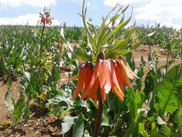 زیبایی دشت لاله‎های واژگون را برای آیندگان حفظ کنیم