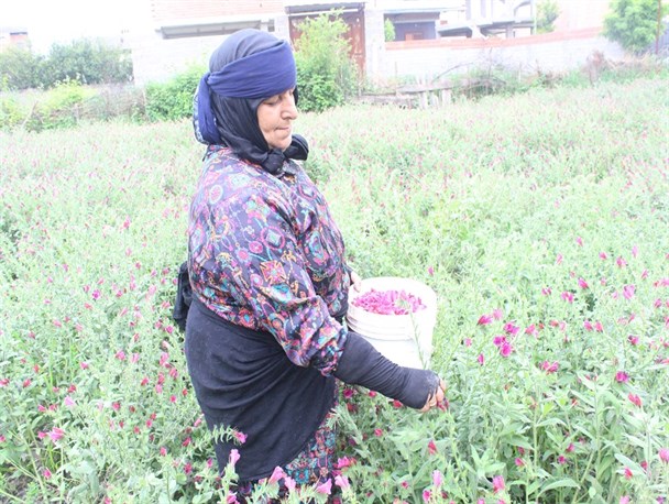 کسب روزی حلال با کشت گل‌گاوزبان در سورک +تصاویر