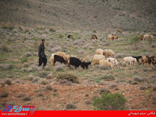 کوچ عشایر به مناطق ییلاقی سمیرم/ تصاویر
