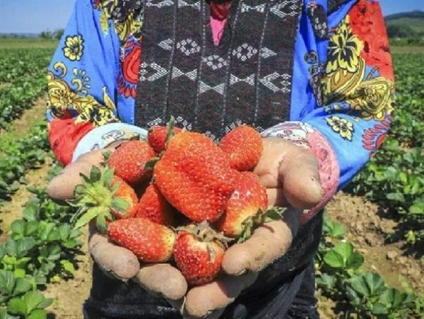 برداشت توت فرنگی در روستای شفیع آباد رامیان+ّتصاویر