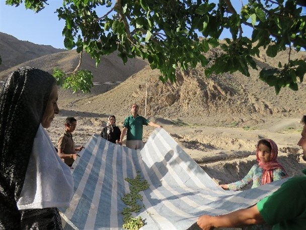 برداشت محصول توت در باغ های شهرستان مرزی درمیان آغاز شد