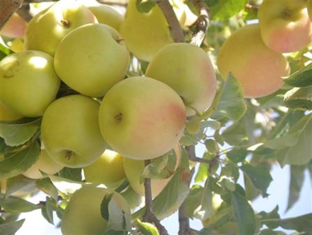 آغاز برداشت گندم و سیب بهاره از مزارع و باغات شهرستان البرز
