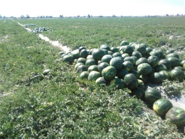 آغاز برداشت هندوانه در شهرستان جغتای