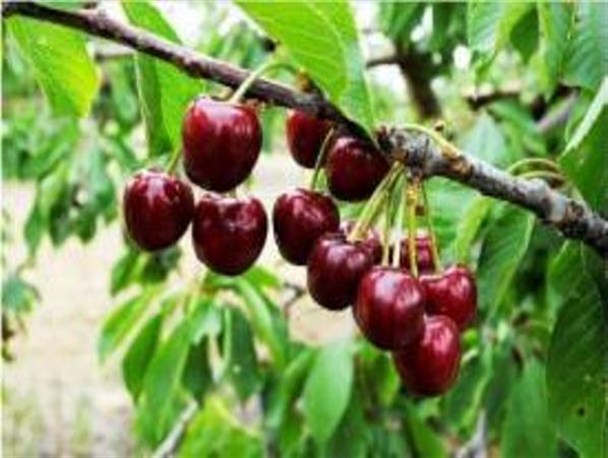 پیش بینی برداشت ۶ هزار تن گیلاس و آلبالو از باغات شهرستان صحنه