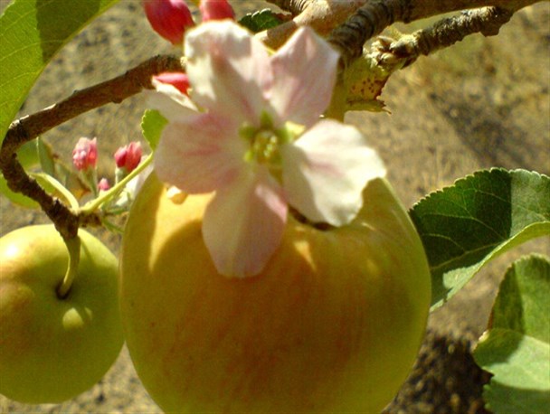 حکایت باغی که در خشکسالی شرق اصفهان برکتش پا برجاست+ تصاویر