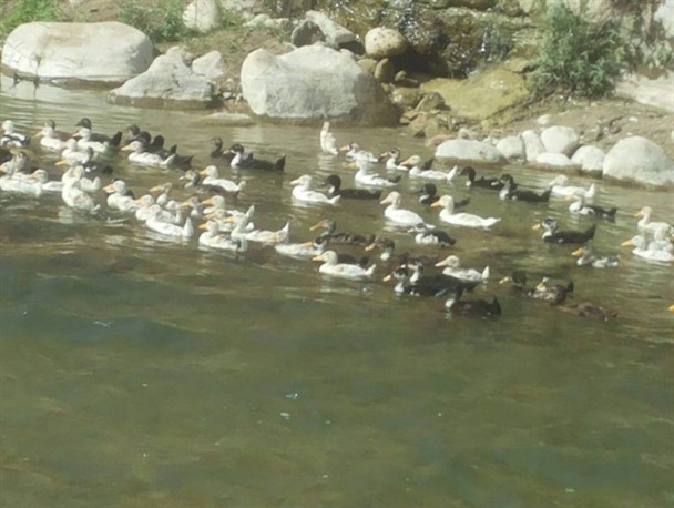 تولید بیش از 1تُن گوشت اُردک در روستای لیرکک دشمن زیاری
