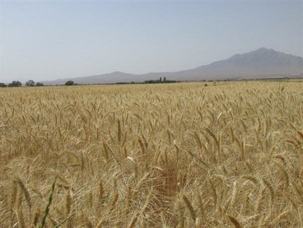 برداشت خوشه‌های طلایی گندم از مزارع خمین به روایت تصویر