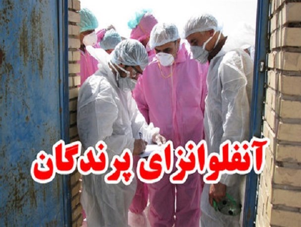 ورود ویروس آنفلوانزای پرندگان به یزد شایعه است