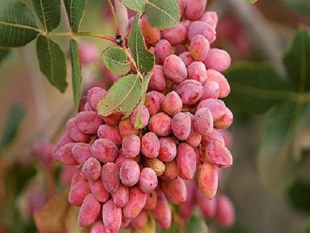 بخشنامه‌های خلق‌الساعه گریبان‌گیر تولید و صادرات طلای سبز/ شوری آب تهدیدی برای باغات پسته شمال استان کرمان