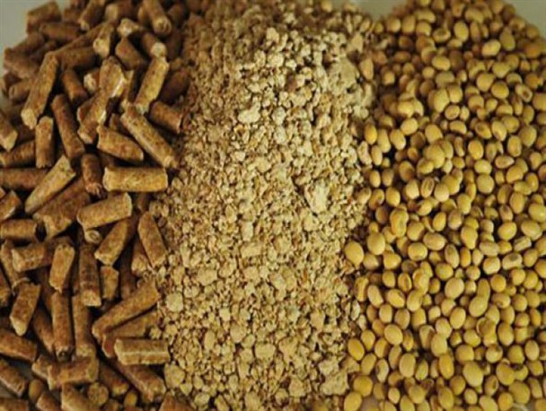 ورود قوه قضاییه به بحران نهاده‌های دامی