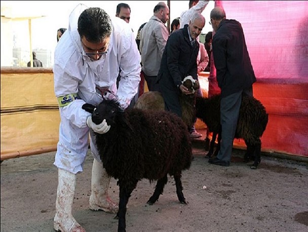 ۲۰ اکیپ دامپزشکی قم بر ذبح دام در روز عید قربان نظارت دارند