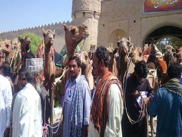 گزارش تصویری/ مسابقات شترسواری در ایرانشهر
