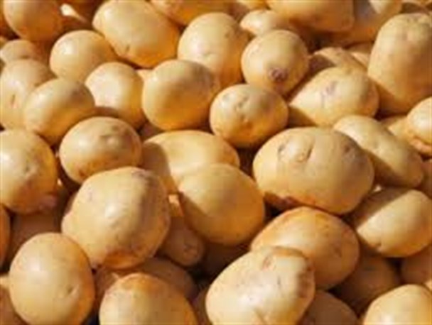 تصاویری زیبا از مزرعه سیب زمینی