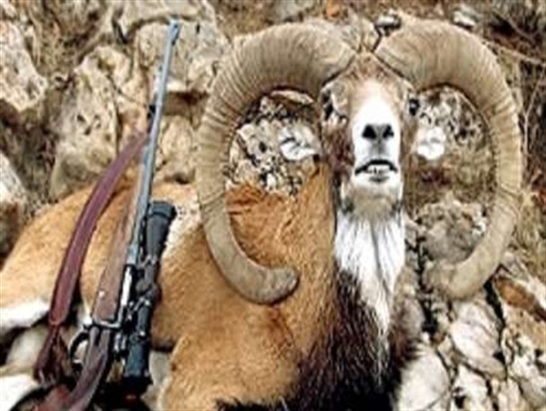 شکارچیان غیرمجاز کل‌های وحشی در رامسر دستگیر شدند