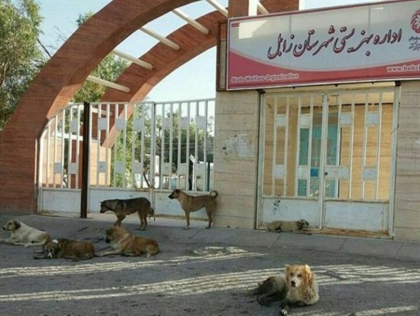 مرگ 6 سیستانی بر اثر حمله سگ های ولگرد/ لاشه حیوانات اطراف کشتارگاه عامل افزایش بیماری هاری