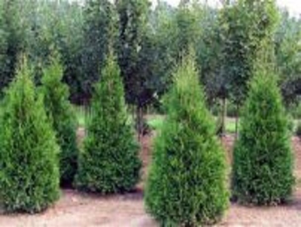 کاشت ۴۴۰ اصل درخت در مسیر فاضلاب های شهر خاکعلی