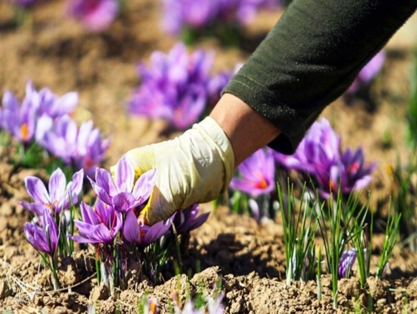 اشتغال زایی برای ۵۰ نفر با آموزش کشت زعفران و گل گاو زبان/صادرات زعفران به چین از کمیجان