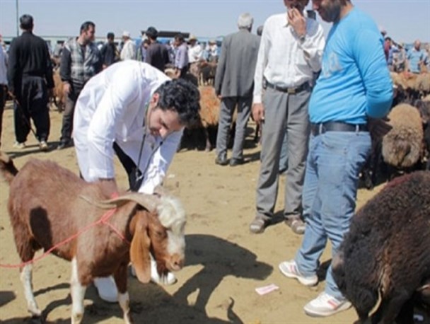 ۲۹ تیم نظارتی دامپزشکی در کرمانشاه در ایام محرم به مردم خدمات رسانی می کنند/الزام کشتارگاه‌ها برای ارائه خدمات در روزهای تاسوعا و عاشورای حسینی